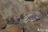 Bighead goby (Neogobius kessleri)