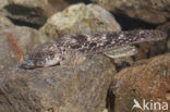 Bighead goby (Neogobius kessleri)