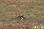 Lapwing (Vanellus vanellus)