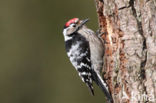 Lesser Spotted Woodpecker (Dendrocopos minor)