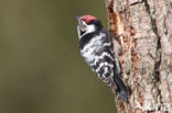 Lesser Spotted Woodpecker (Dendrocopos minor)