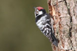 Kleine Bonte Specht (Dendrocopos minor)