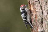 Lesser Spotted Woodpecker (Dendrocopos minor)