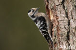 Lesser Spotted Woodpecker (Dendrocopos minor)