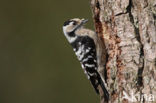 Kleine Bonte Specht (Dendrocopos minor)