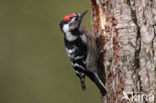 Lesser Spotted Woodpecker (Dendrocopos minor)