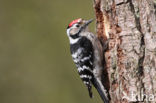 Lesser Spotted Woodpecker (Dendrocopos minor)