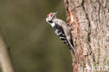 Lesser Spotted Woodpecker (Dendrocopos minor)