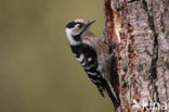 Lesser Spotted Woodpecker (Dendrocopos minor)