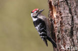 Lesser Spotted Woodpecker (Dendrocopos minor)