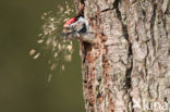 Lesser Spotted Woodpecker (Dendrocopos minor)