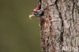 Kleine Bonte Specht (Dendrocopos minor)