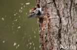 Lesser Spotted Woodpecker (Dendrocopos minor)