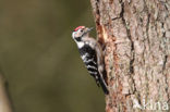 Kleine Bonte Specht (Dendrocopos minor)