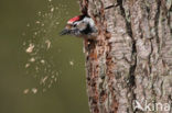 Lesser Spotted Woodpecker (Dendrocopos minor)