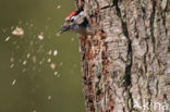 Lesser Spotted Woodpecker (Dendrocopos minor)