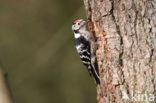 Kleine Bonte Specht (Dendrocopos minor)