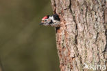 Kleine Bonte Specht (Dendrocopos minor)