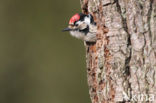 Kleine Bonte Specht (Dendrocopos minor)