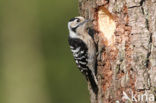 Kleine Bonte Specht (Dendrocopos minor)