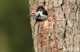 Kleine Bonte Specht (Dendrocopos minor)