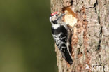 Kleine Bonte Specht (Dendrocopos minor)