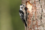 Kleine Bonte Specht (Dendrocopos minor)