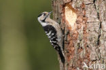 Lesser Spotted Woodpecker (Dendrocopos minor)