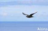 Parasitic Jaeger (Stercorarius parasiticus)