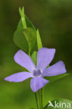 Lesser Periwinkle (Vinca minor)