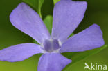 Kleine maagdenpalm (Vinca minor)