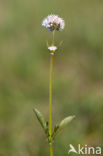 Kleine valeriaan (Valeriana dioica) 