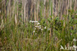 Kleine valeriaan (Valeriana dioica) 