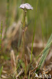 Kleine valeriaan (Valeriana dioica) 