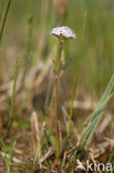 Kleine valeriaan (Valeriana dioica) 