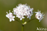 Marsh Valerian (Valeriana dioica)