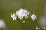 Kleine valeriaan (Valeriana dioica) 