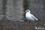 Black-headed Gull (Larus ridibundus)