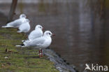 Black-headed Gull (Larus ridibundus)