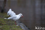 Black-headed Gull (Larus ridibundus)