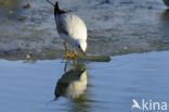 Black-headed Gull (Larus ridibundus)