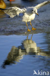 Black-headed Gull (Larus ridibundus)