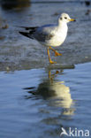 Black-headed Gull (Larus ridibundus)