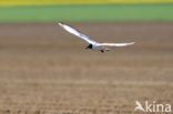 Black-headed Gull (Larus ridibundus)