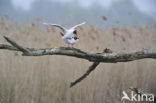 Black-headed Gull (Larus ridibundus)