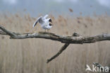 Black-headed Gull (Larus ridibundus)