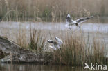 Black-headed Gull (Larus ridibundus)