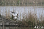 Black-headed Gull (Larus ridibundus)