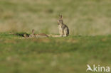 Rabbit (Oryctolagus cuniculus) 