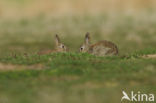 Rabbit (Oryctolagus cuniculus) 